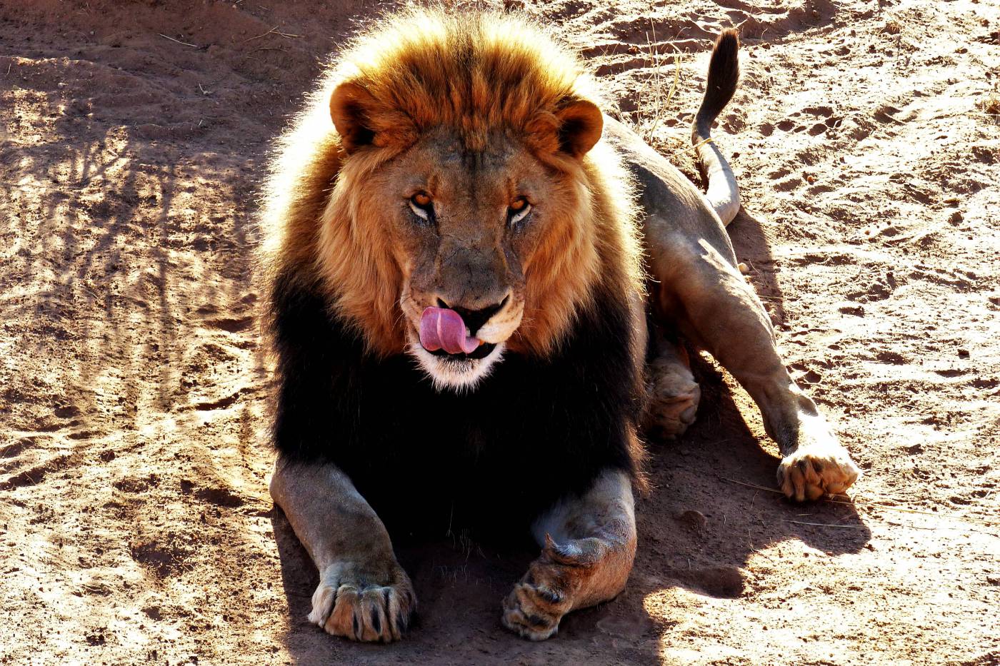 Majestic Lion Cat - A Unique Blend of Power and Grace picture