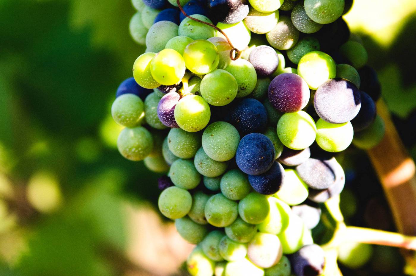 Vineyard Grapes  picture