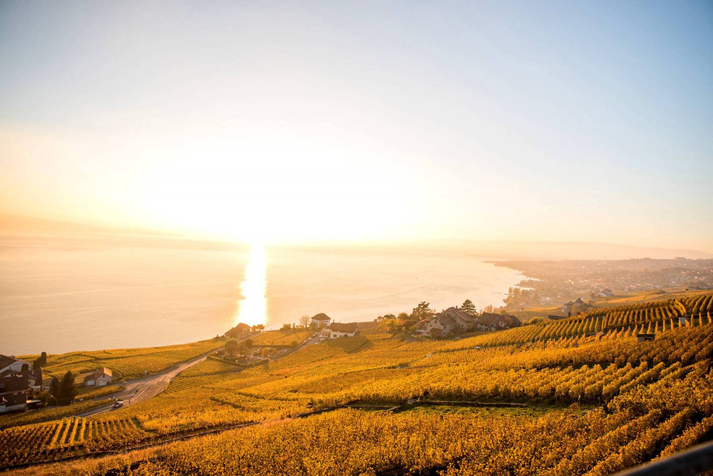 Vineyard View at Sunset  picture