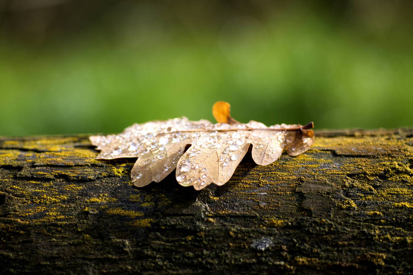 autumn oak tree leaf/ picture