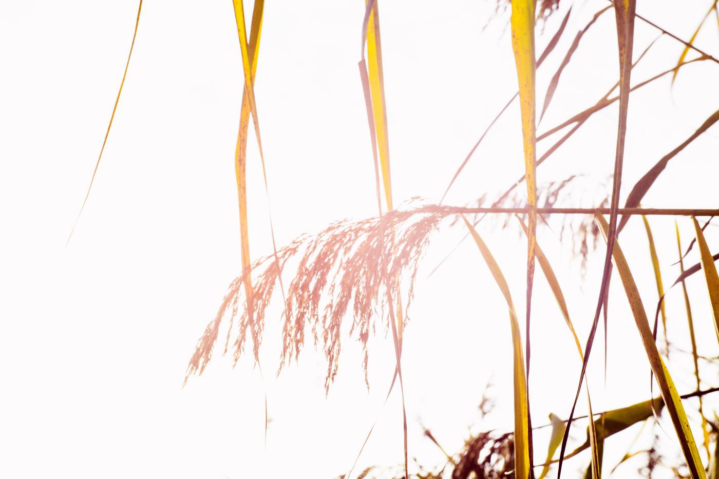 autumn wild reed/ picture