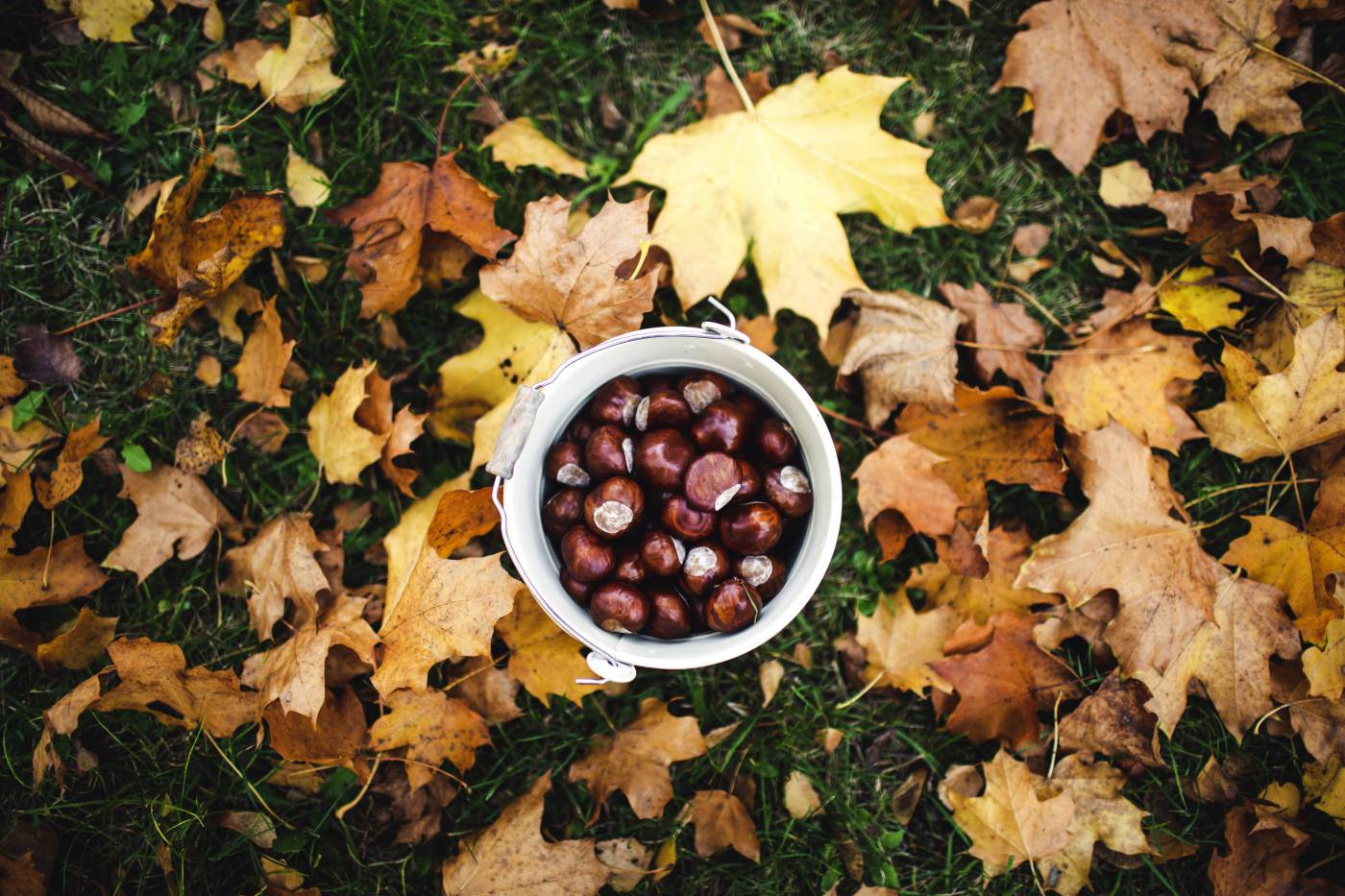 collect chestnuts/ picture
