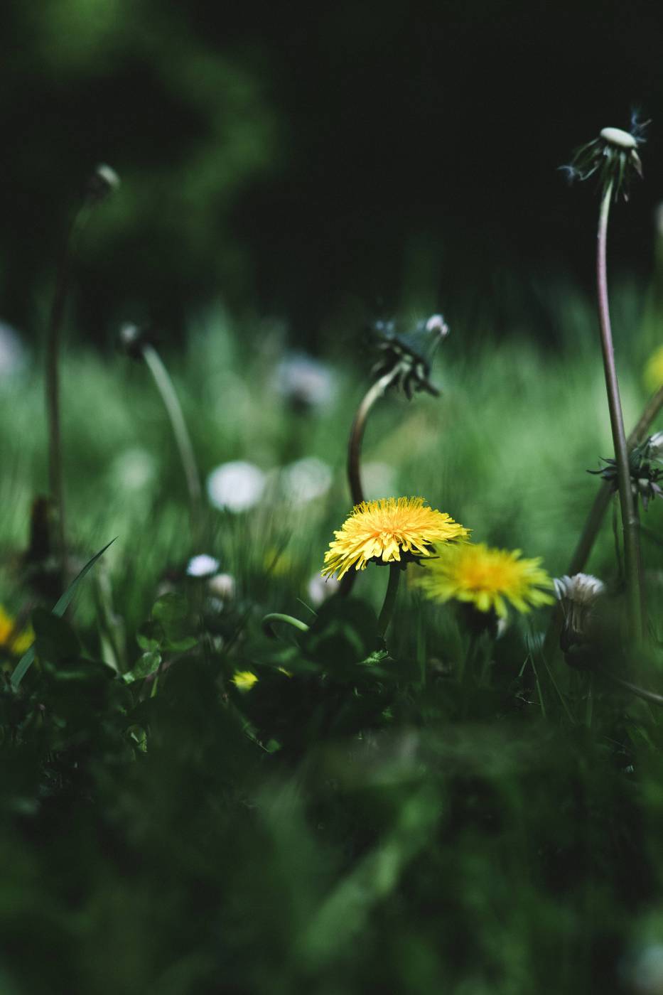 flowering meadow dandelion/ picture
