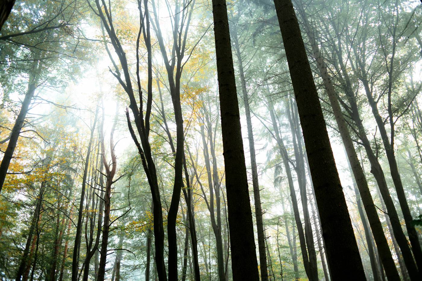 foggy forest/ picture
