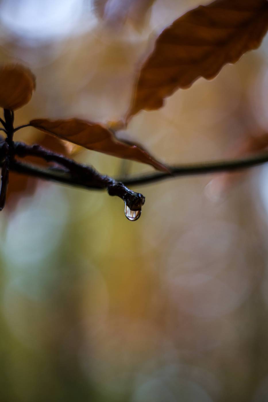 forest branch autumn drop/ picture