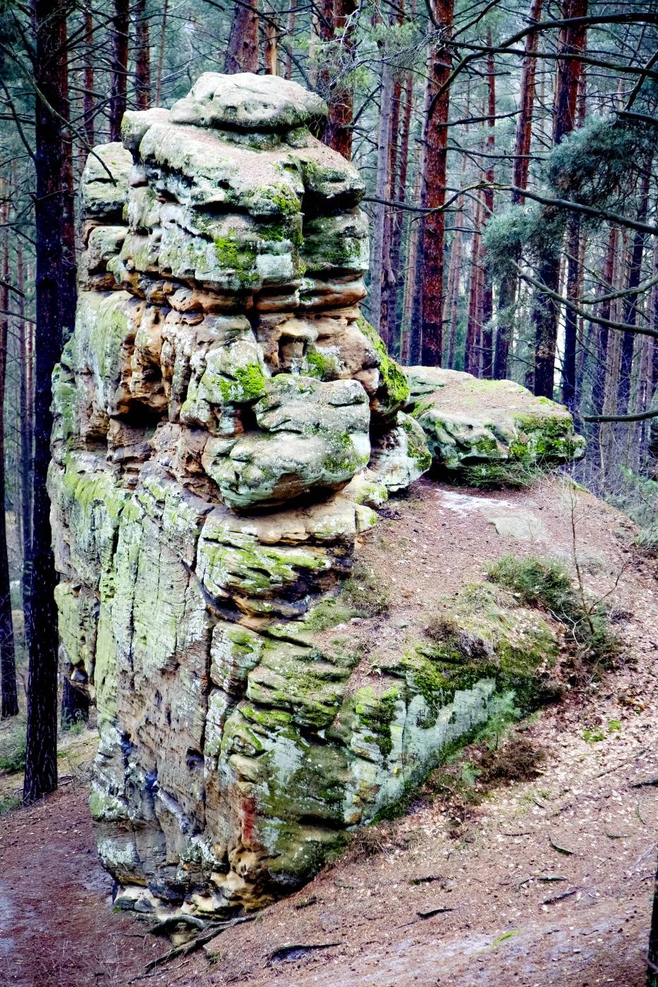forest rock hiking path/ picture