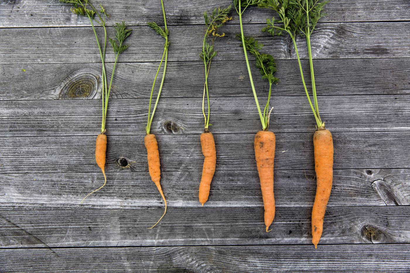 fresh bio harvest carrots/ picture