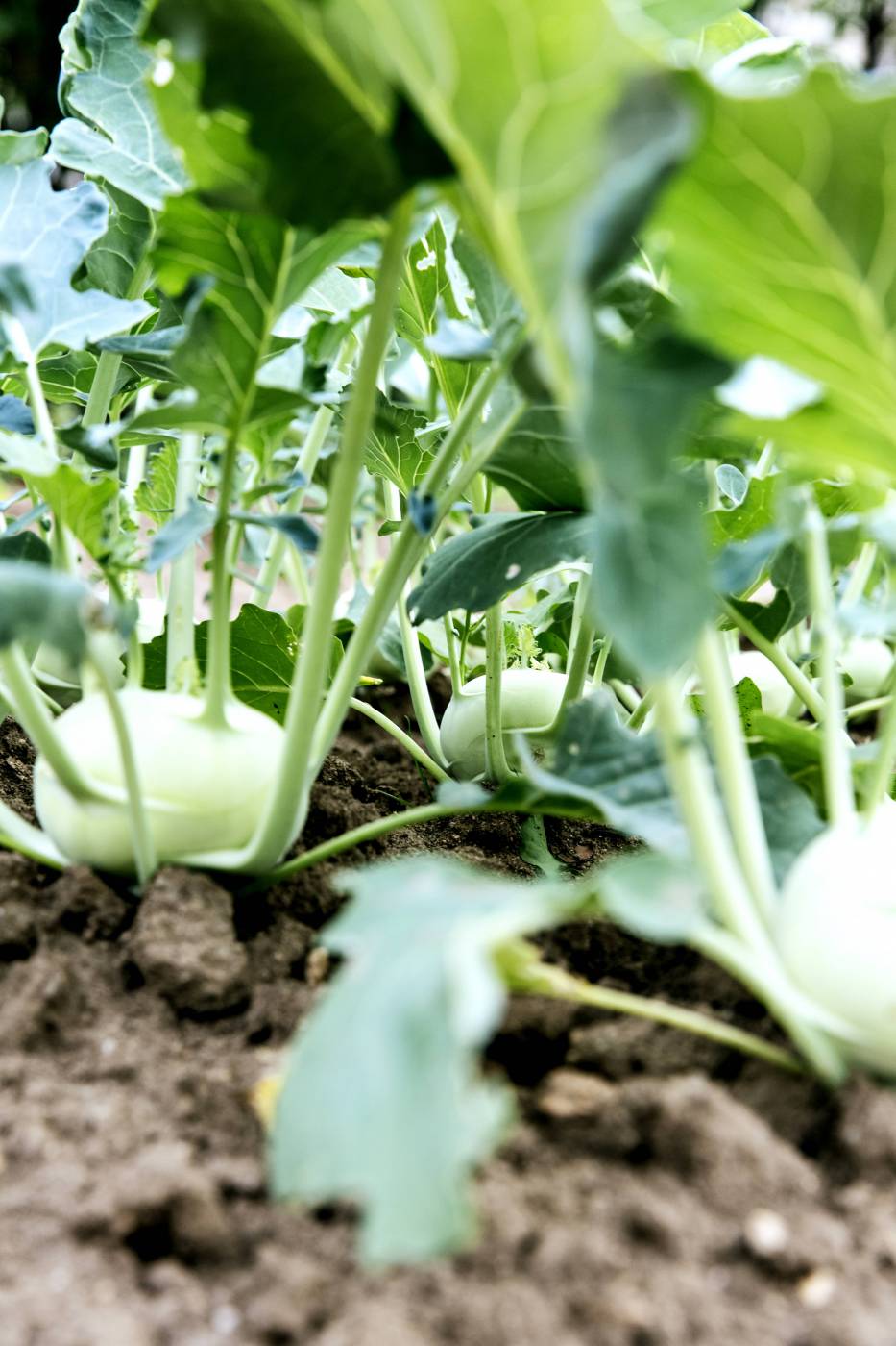 fresh bio stem turnip cabbage/ picture