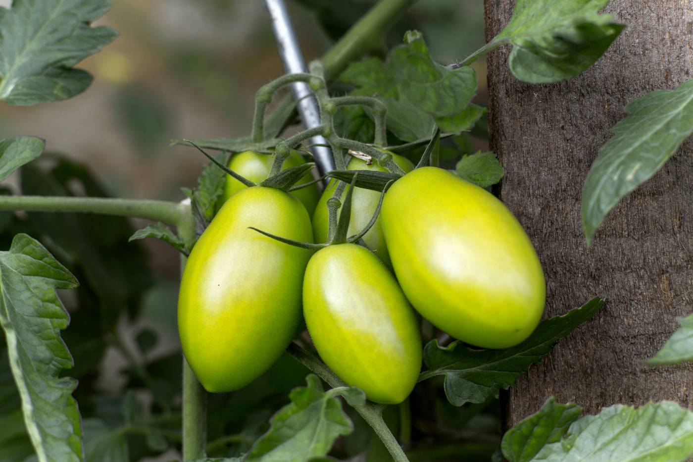 fresh bio tomatoes growth/ picture
