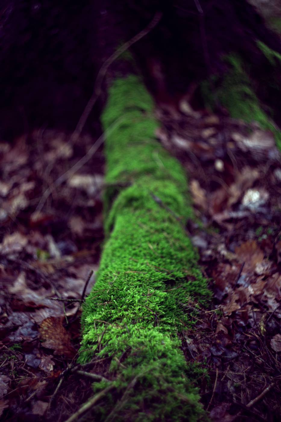 moss tree trunk dead/ picture