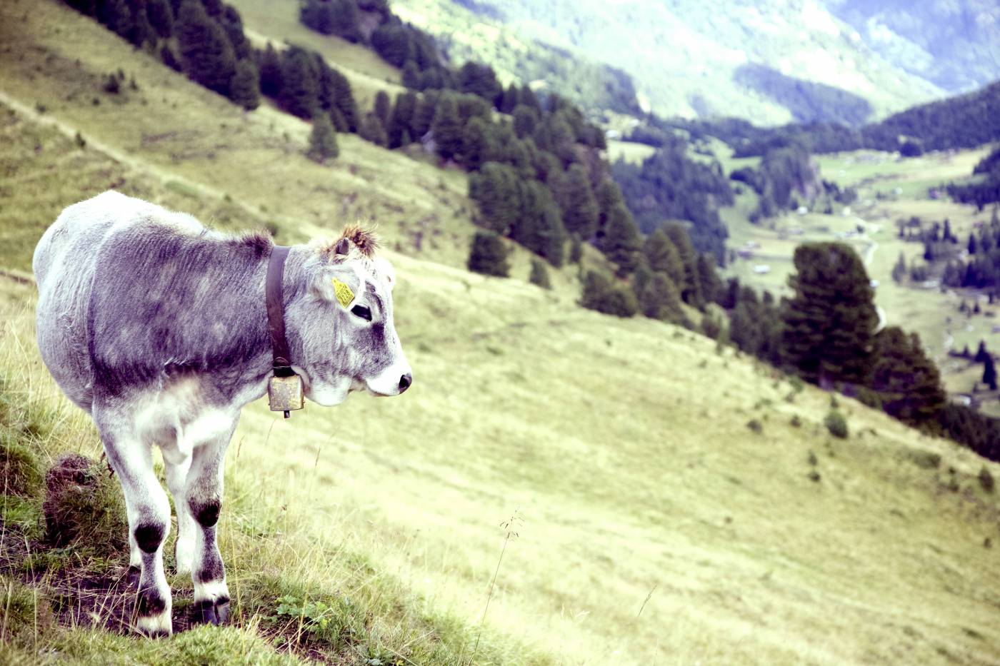 mountain cow calver cattle/ picture