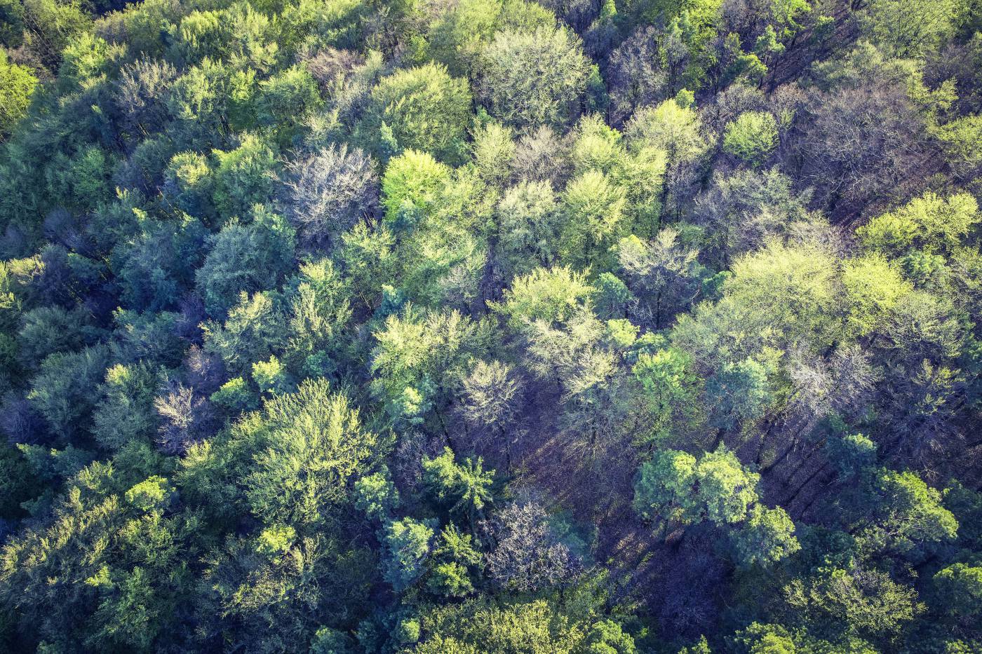 top view forest trees/ picture