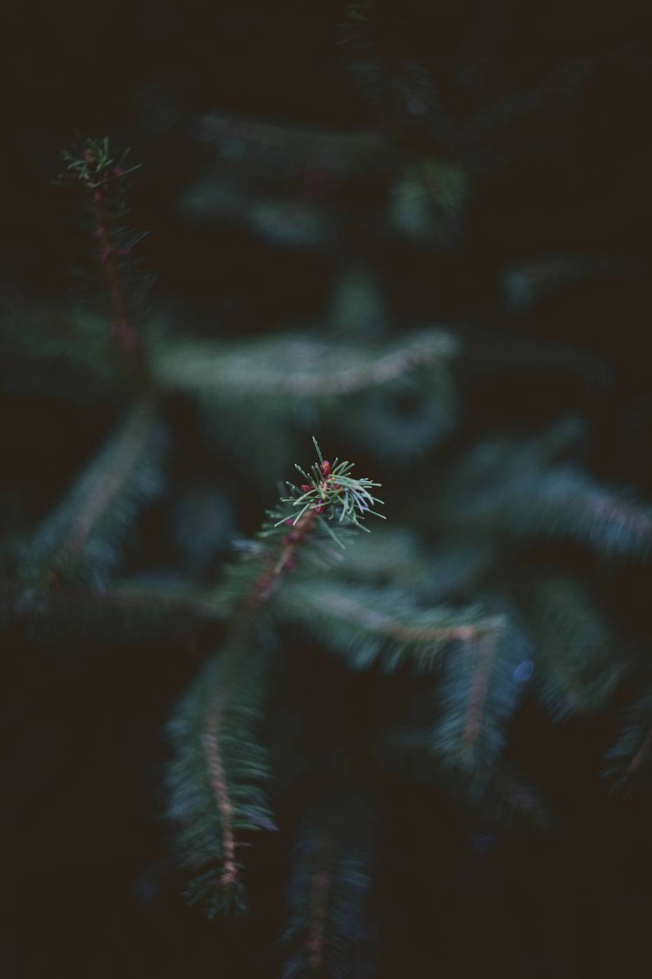 tree conifer needle fir/ picture