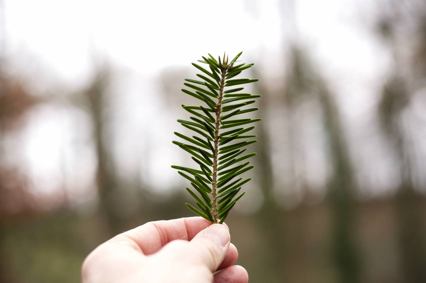tree conifer needle fir hand hold/ picture