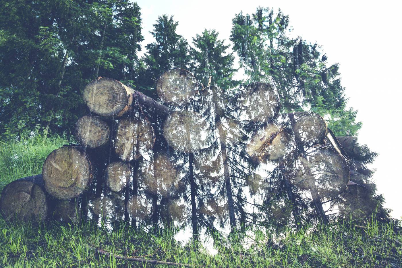 tree trunk double exposure/ picture