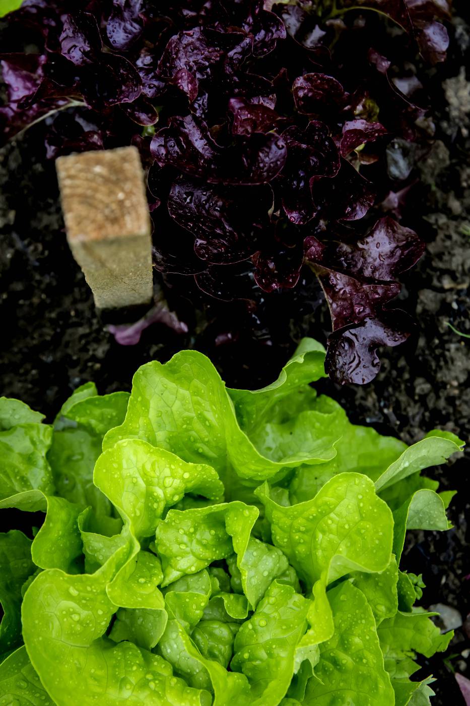 urban gardening fresh salad/ picture