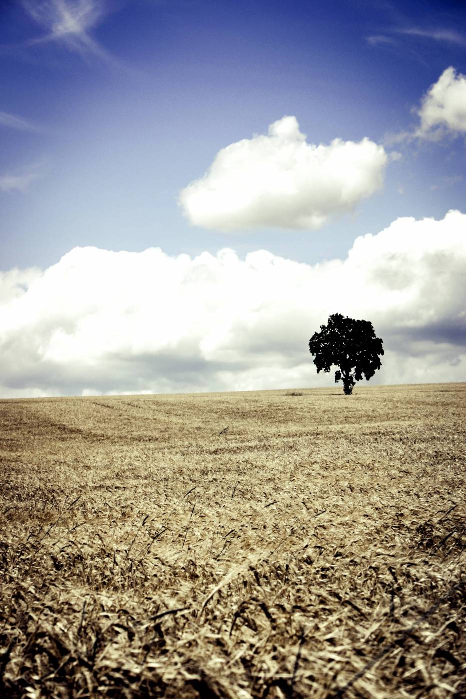 wheat farmland cropland/ picture