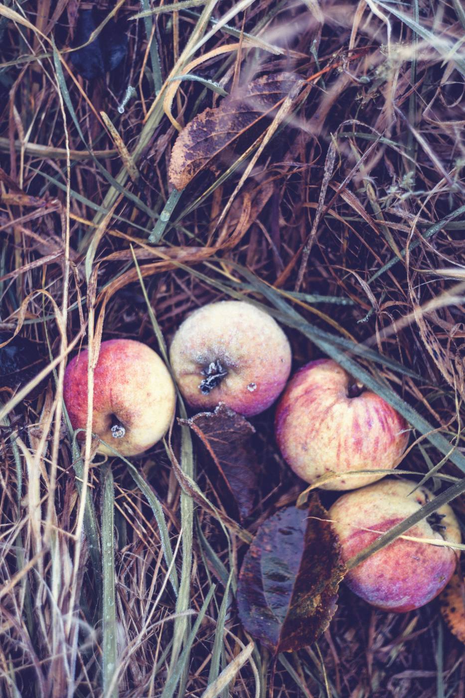 wild garden apple/ picture