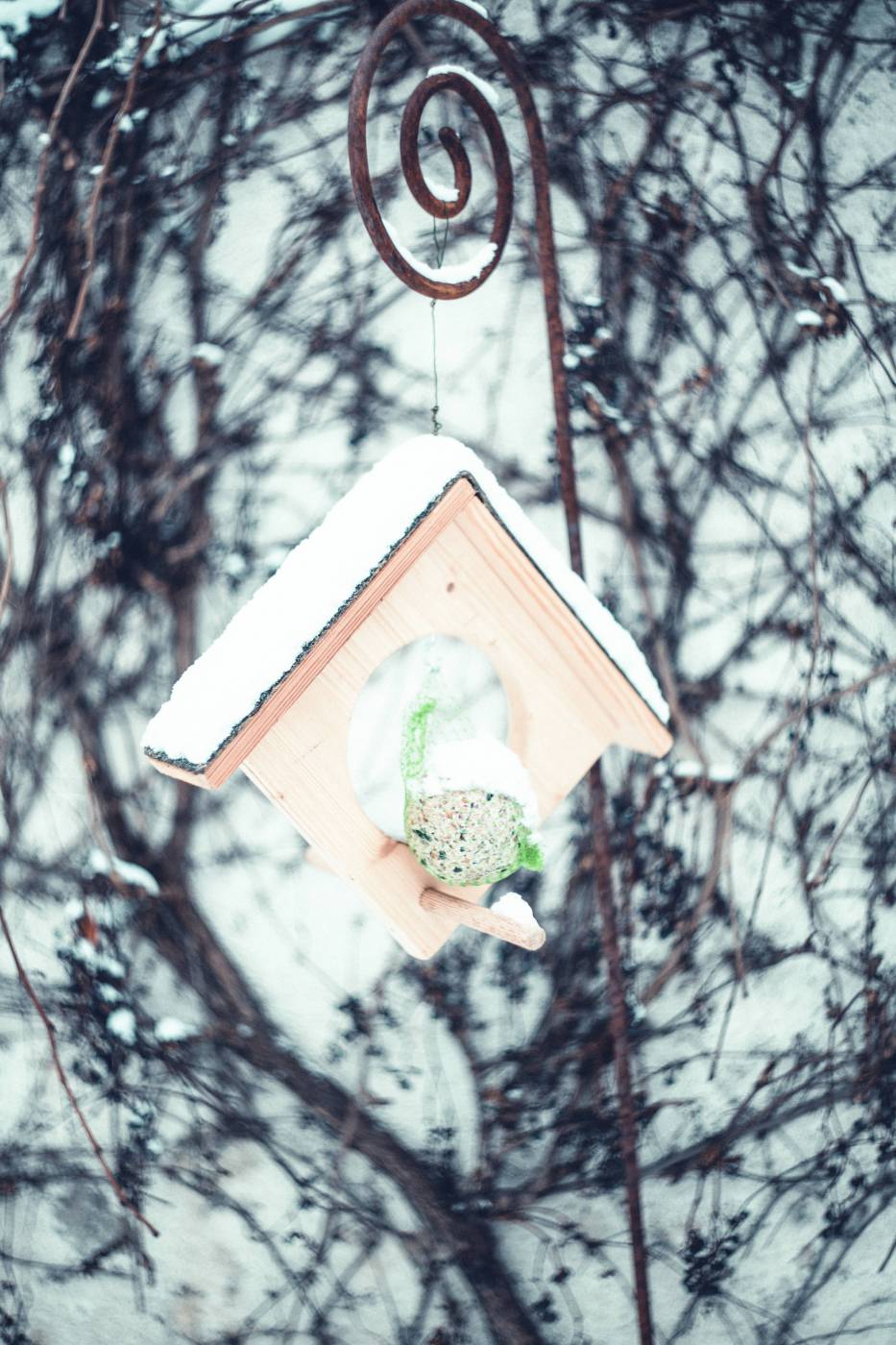 winter birdhouse bird box/ picture