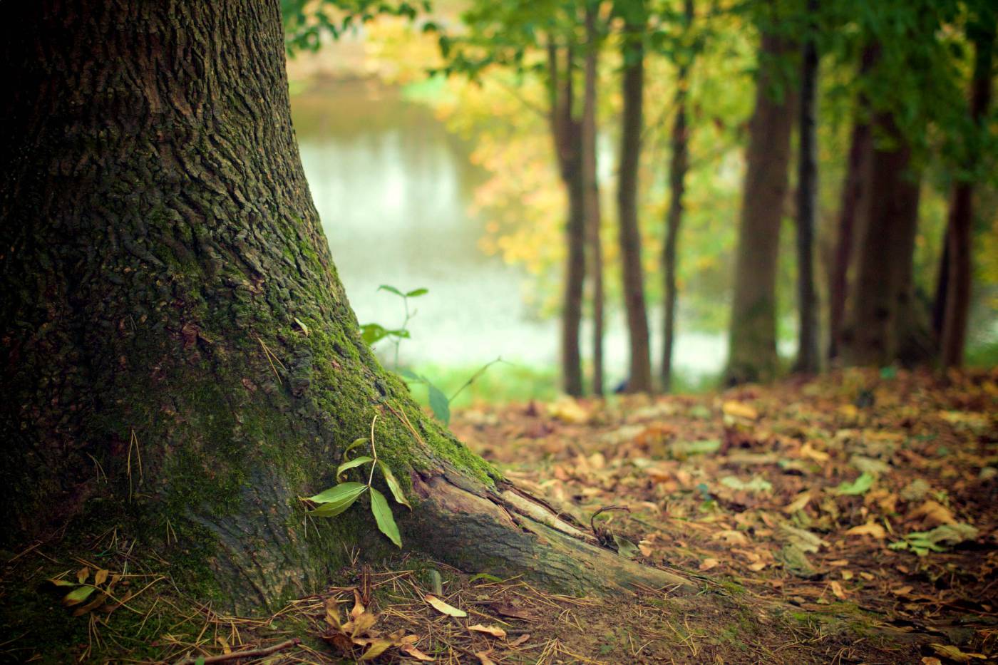 Autumn ?Forest?  picture