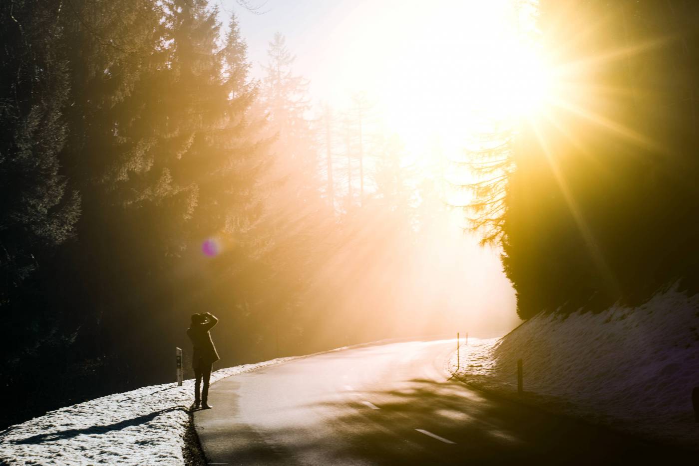 Bright Sunlight in the Forest - Serene Nature Scene picture
