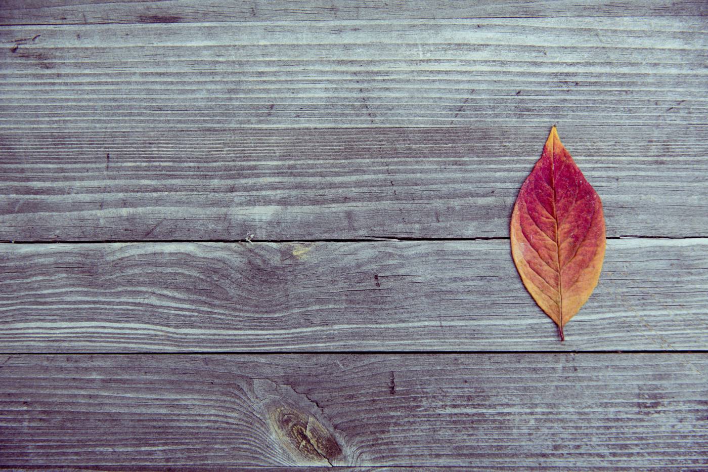 colorful autumn leave desk/ picture