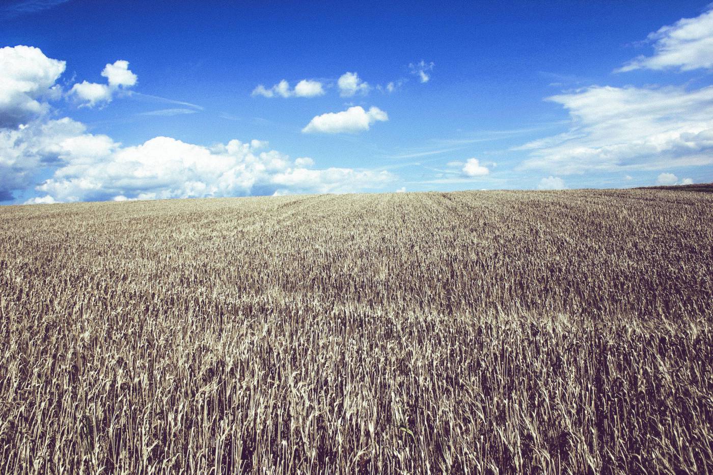 cropland wheat farmland/ picture