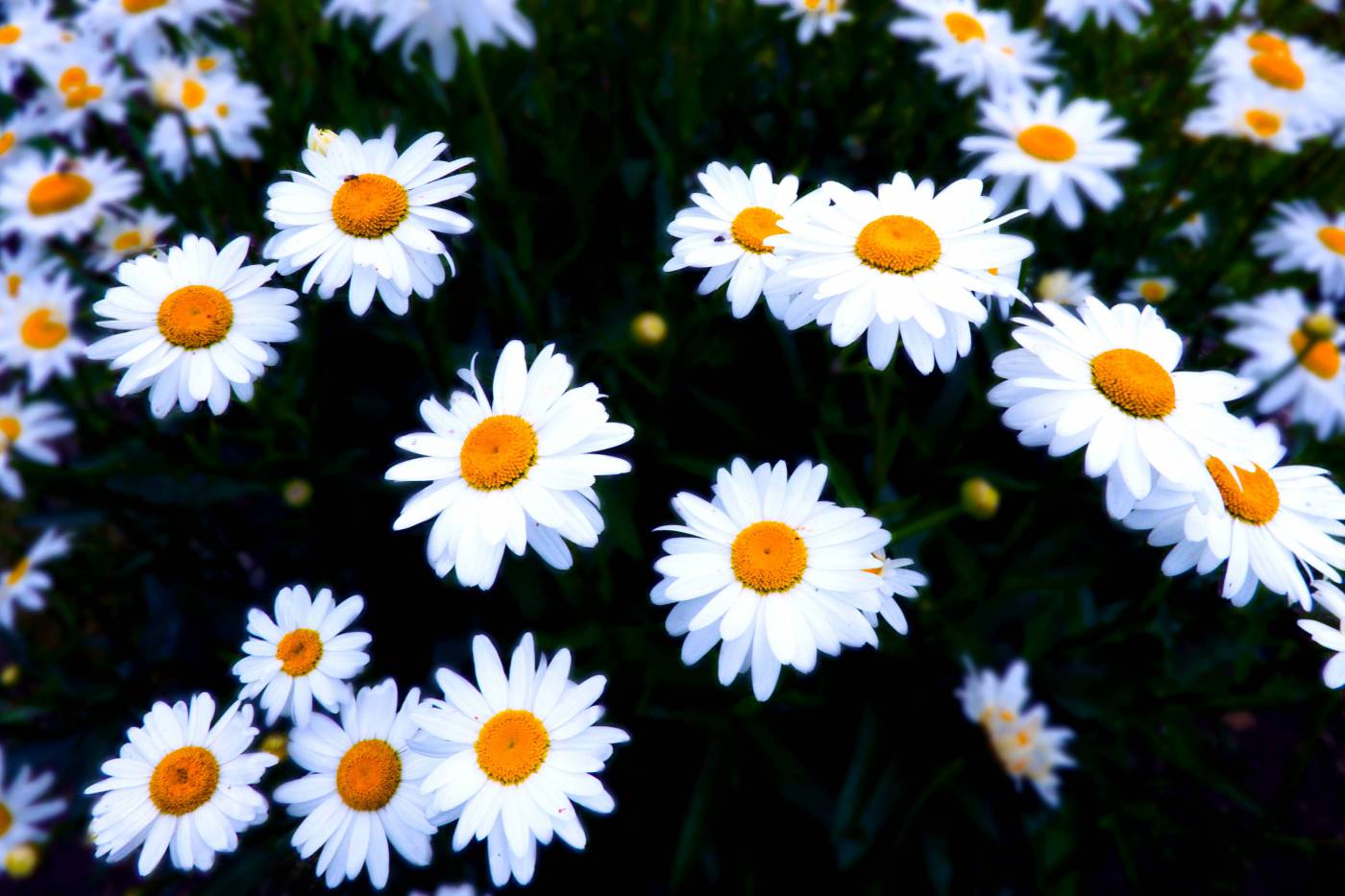 Daisy Flower  picture