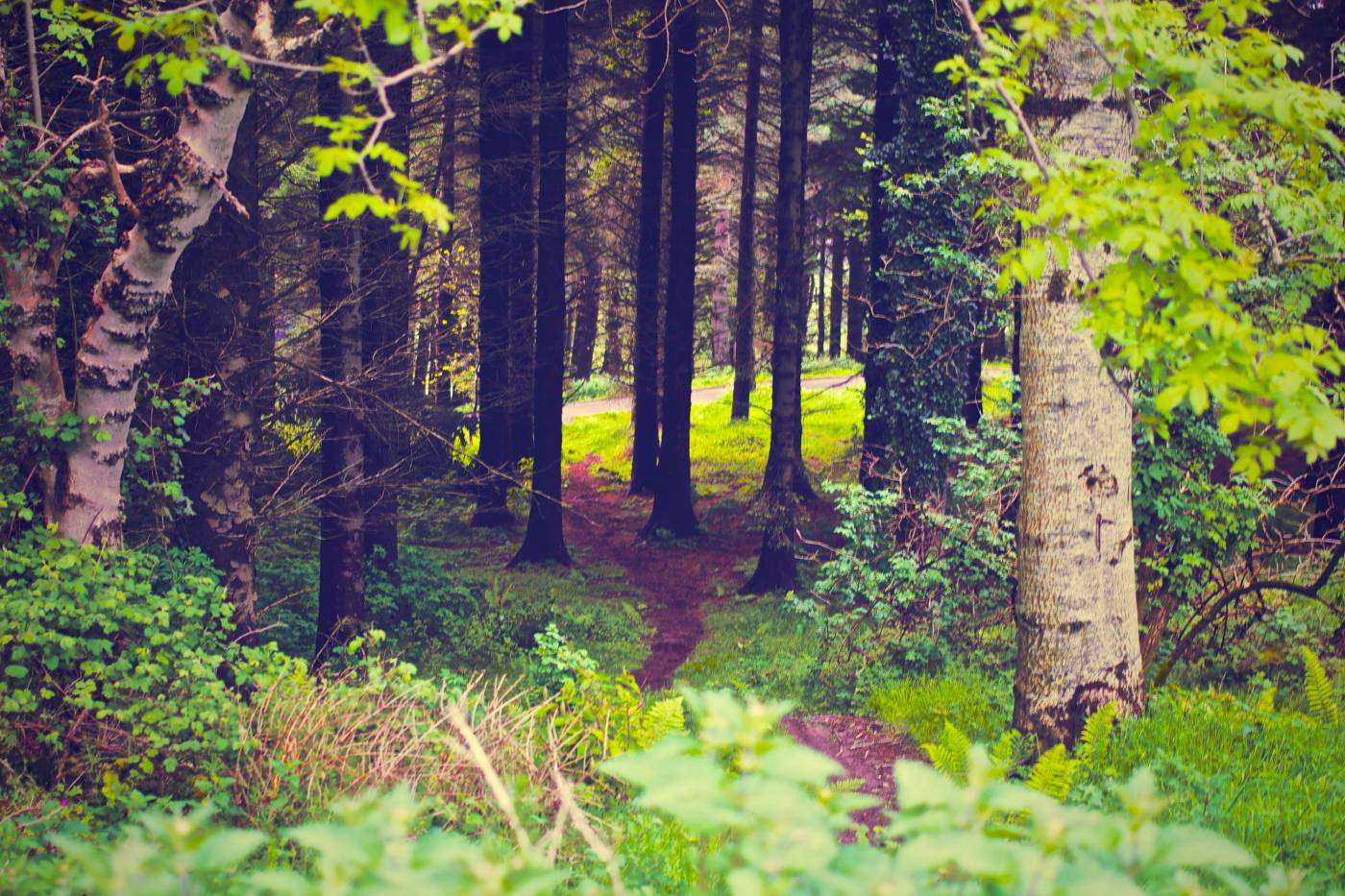 Dark ?Forest?  picture