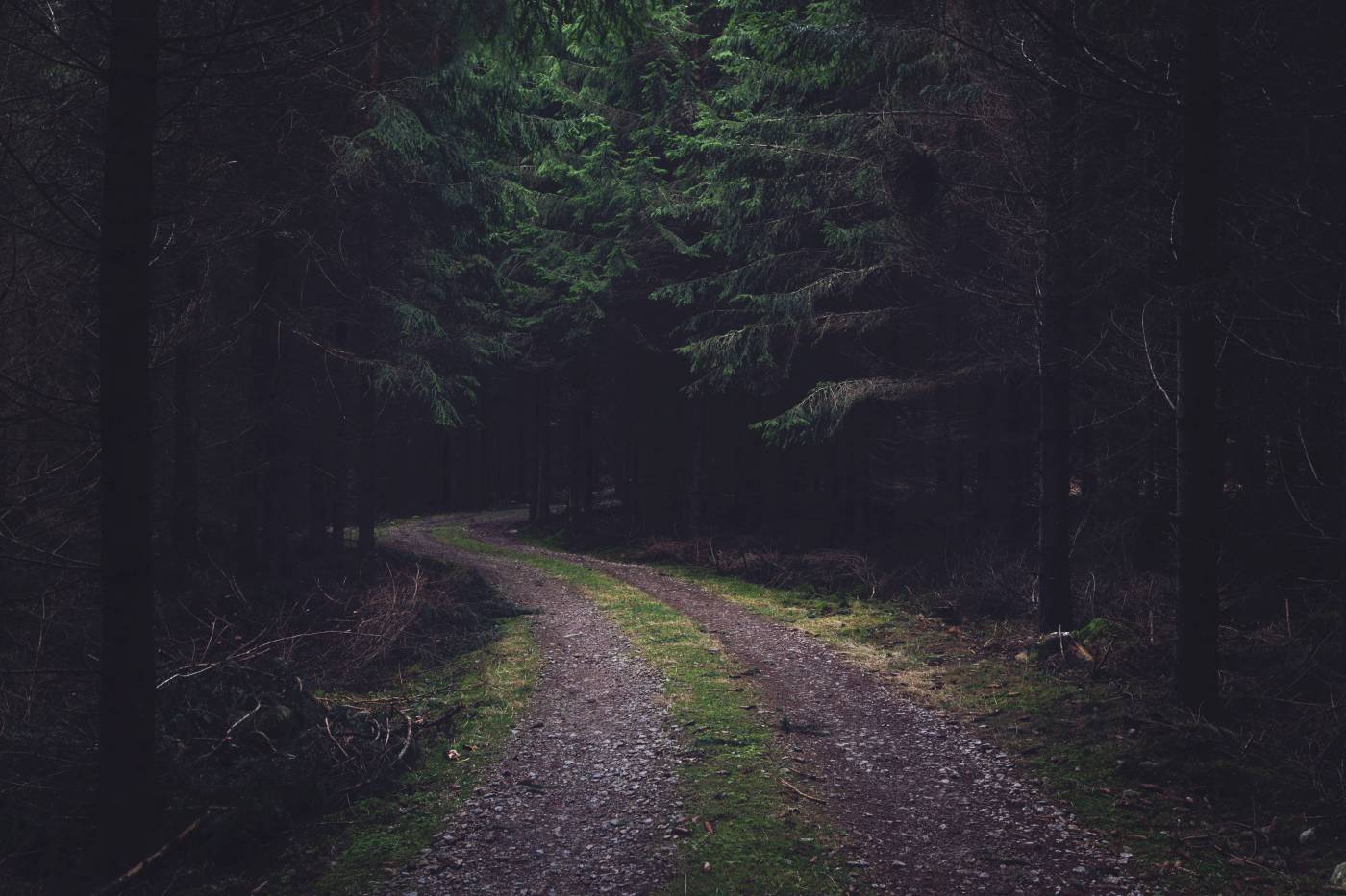 Desolate Forest ?Road?  picture