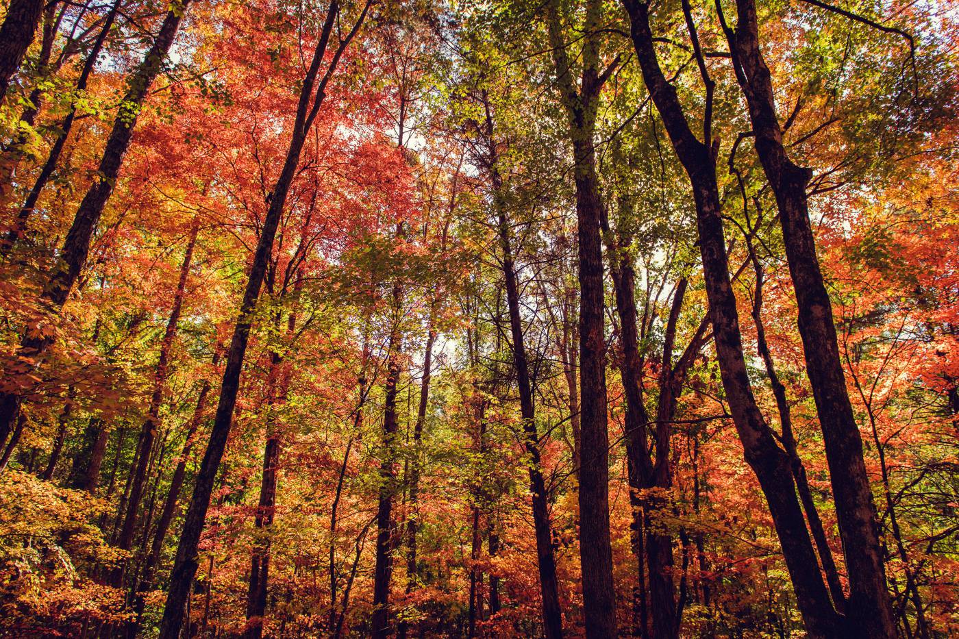 Stunning Fall Forest with Vibrant Trees picture