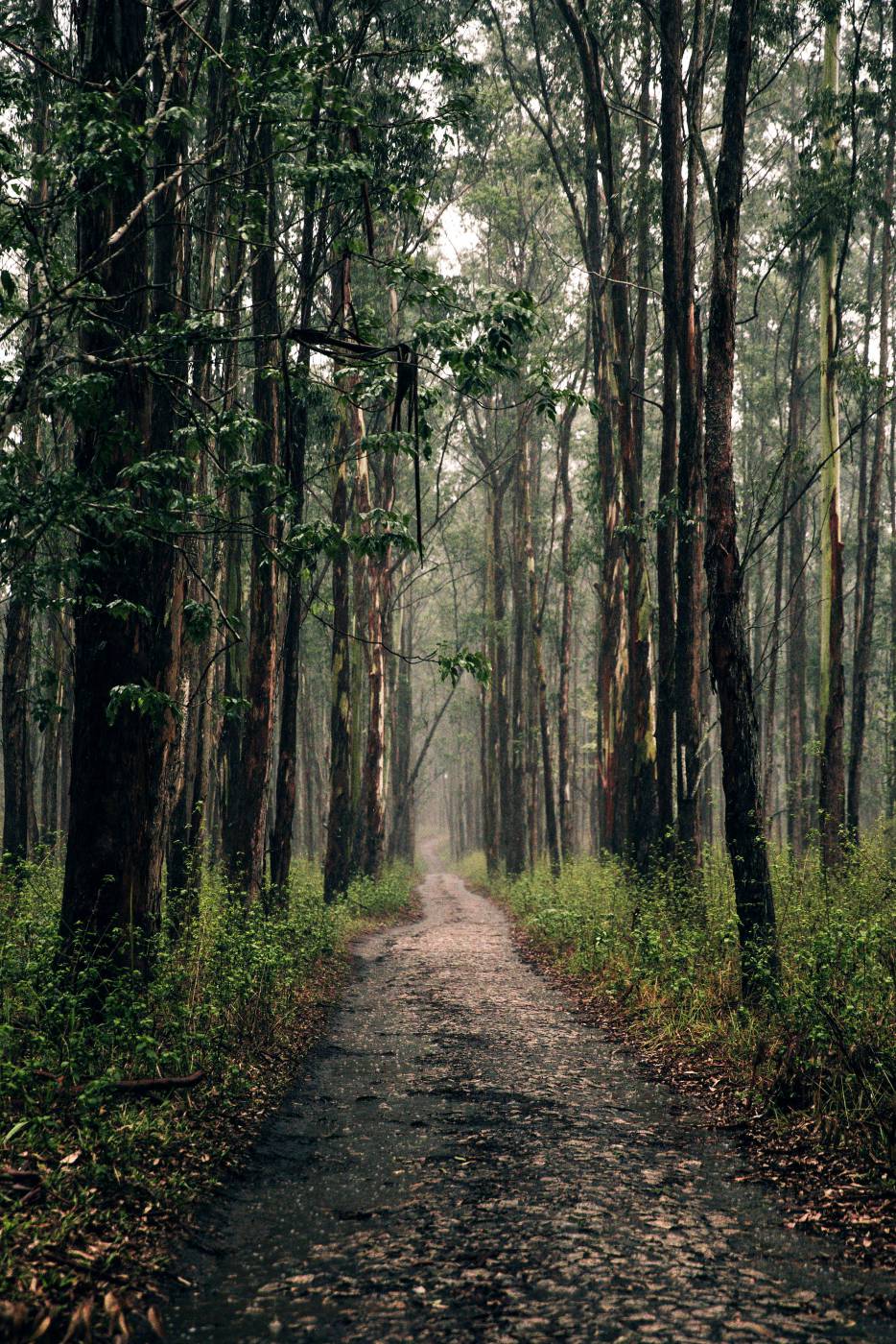 ?Forest? Hiking Path  picture