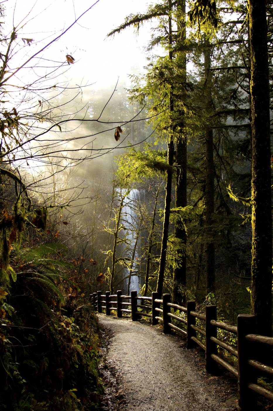 ?Forest? Path  picture