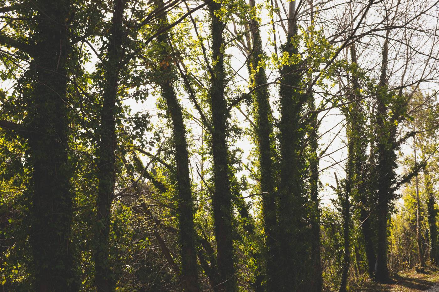 Green Trees in ?Forest?  picture