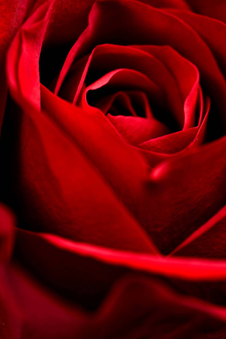 Red Rose Close Up  picture