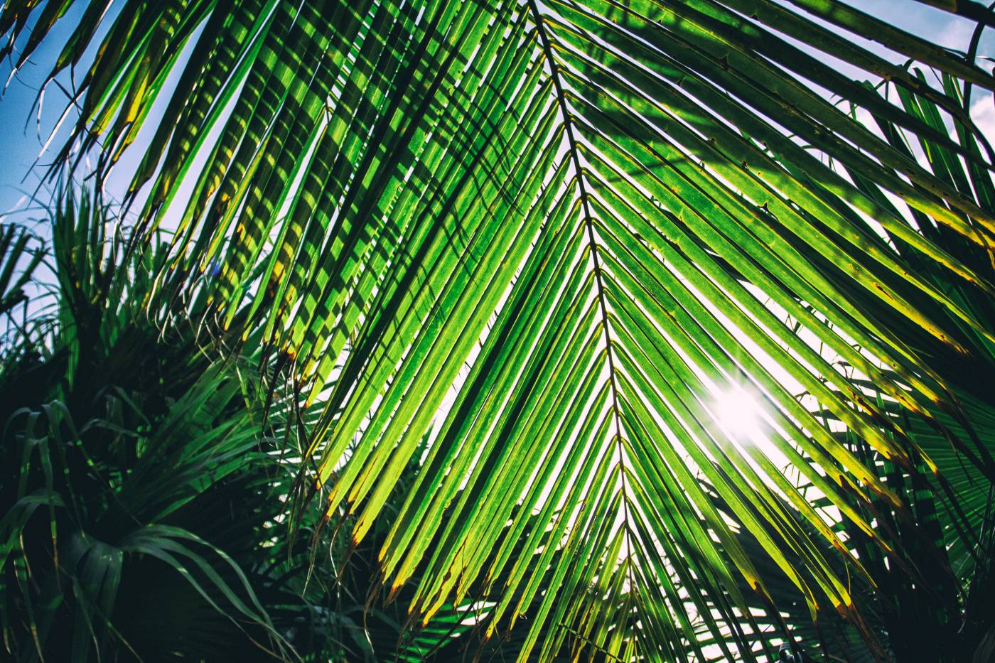 Sunny Palm, Caribbean  picture