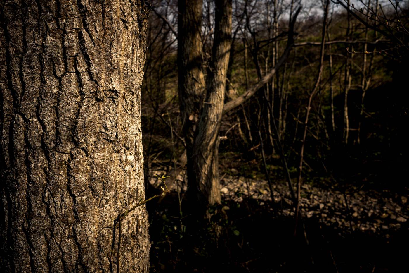 View Trees in a Lush Forest - Serene Nature Photography picture