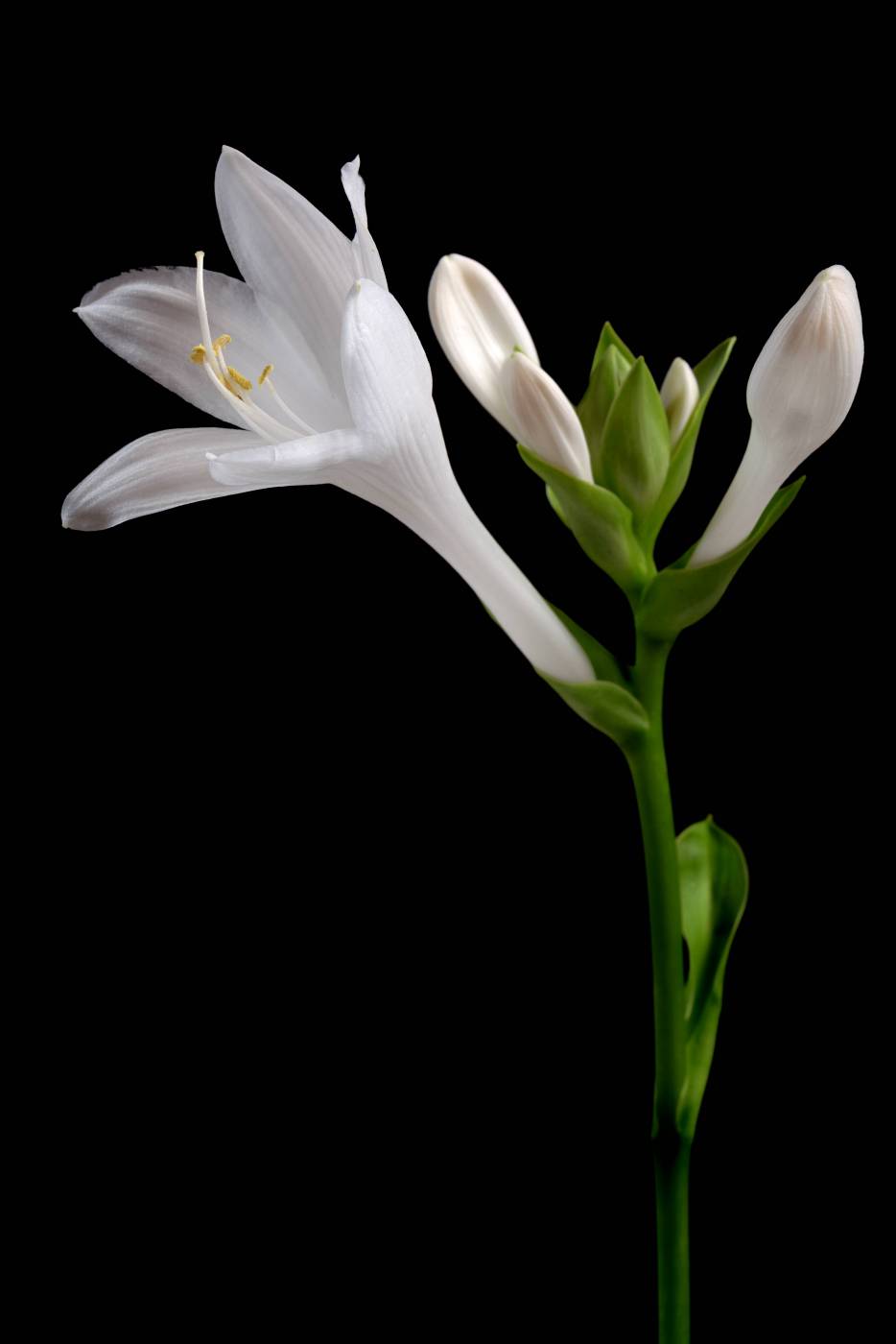 White Flower Dark ?Background?  picture