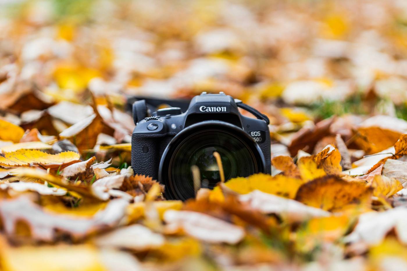 Camera in Leaves  picture