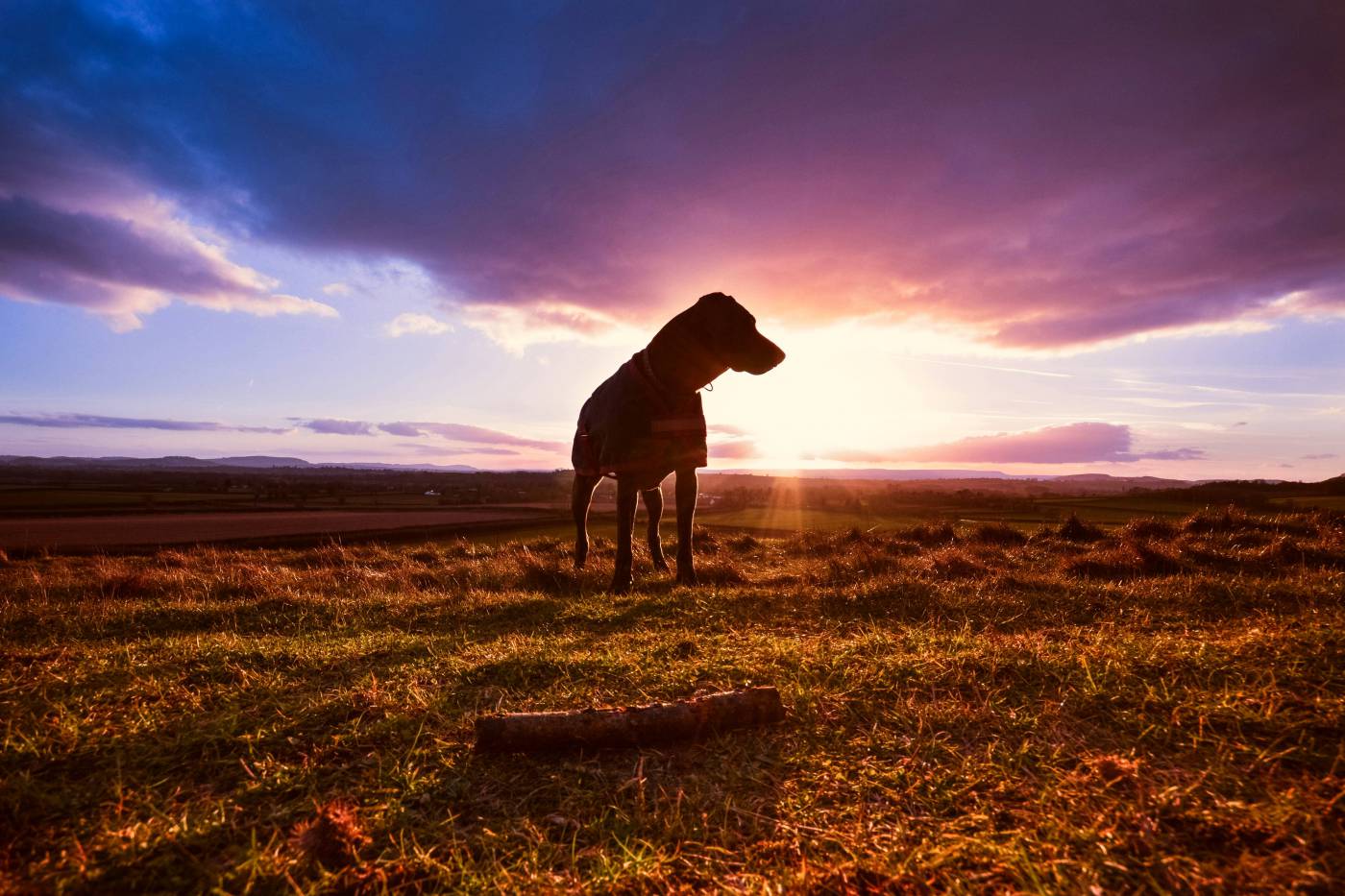 Dog At Sunset  picture