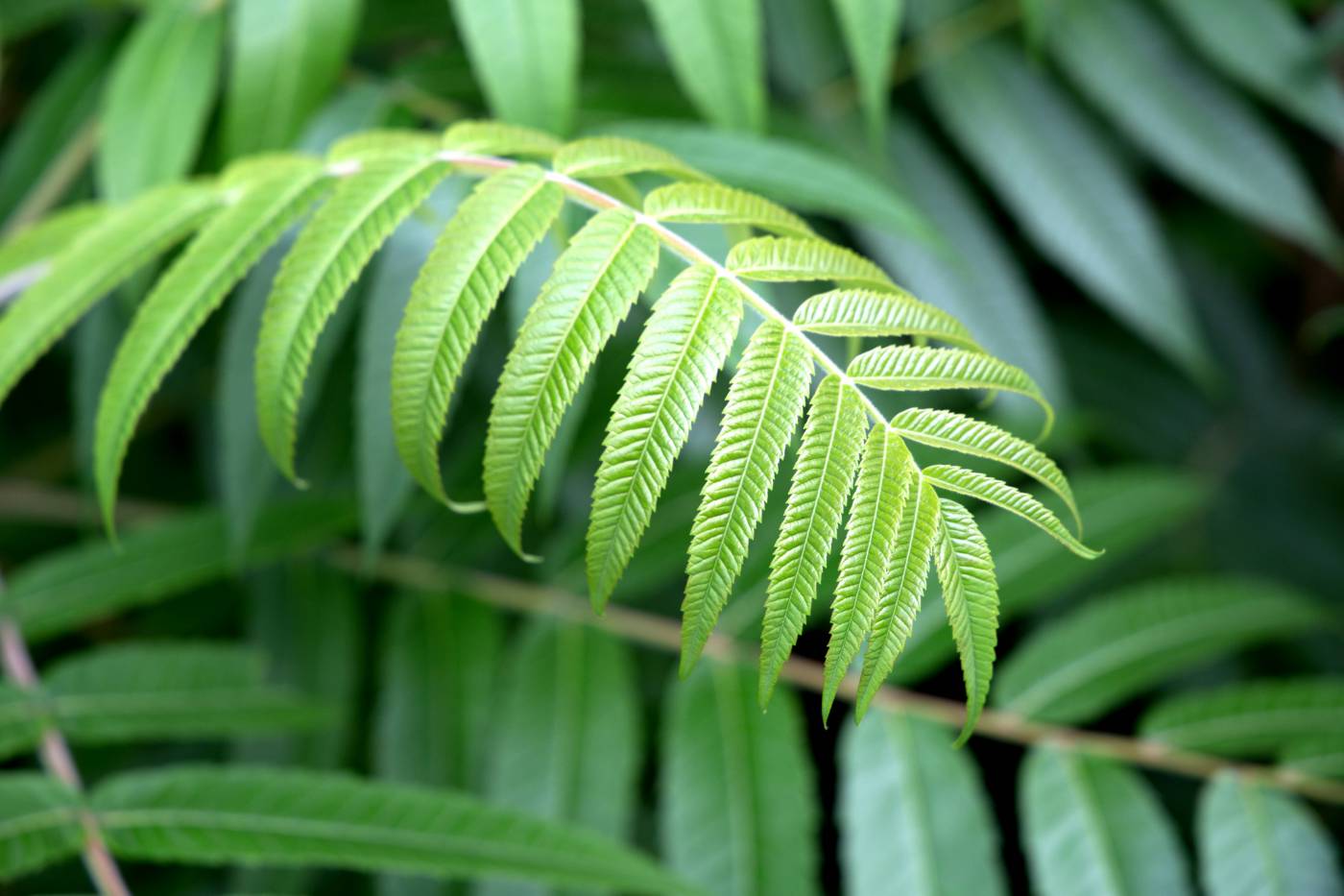 Green Plant Leaves  picture