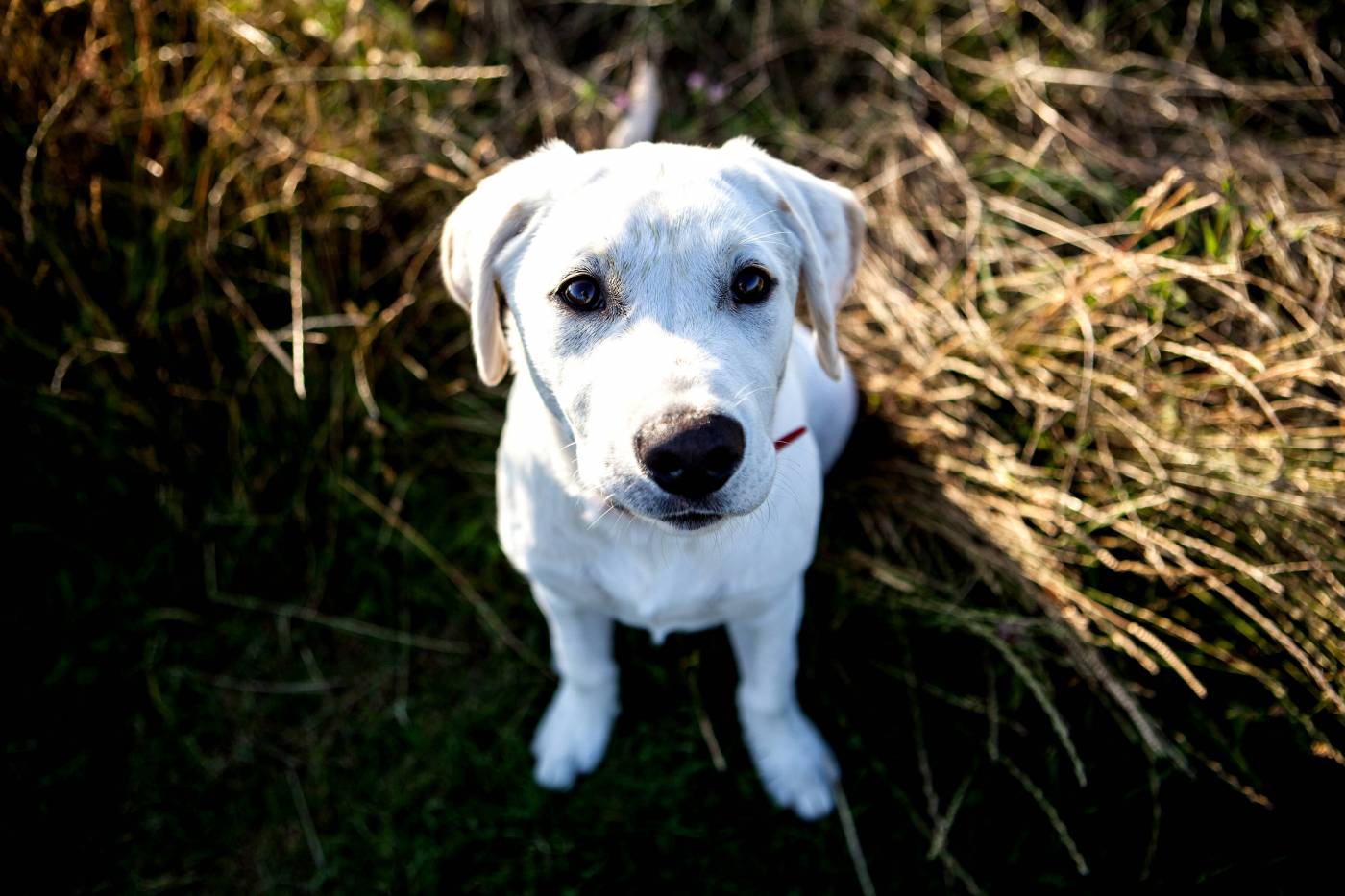 Labrador Puppy  picture