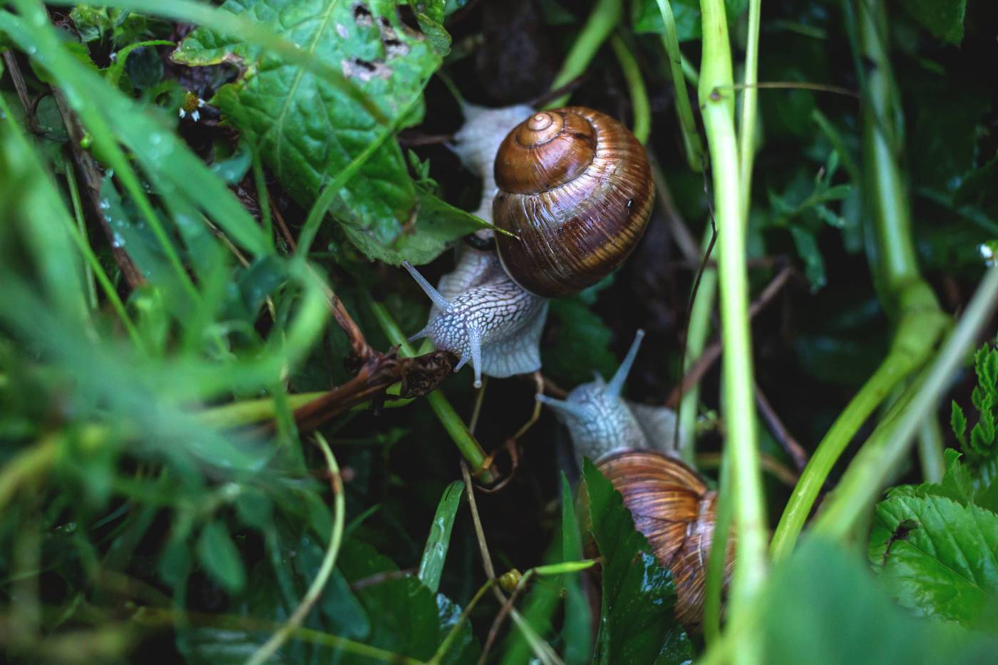 Garden Snails on Leaves Royalty- picture