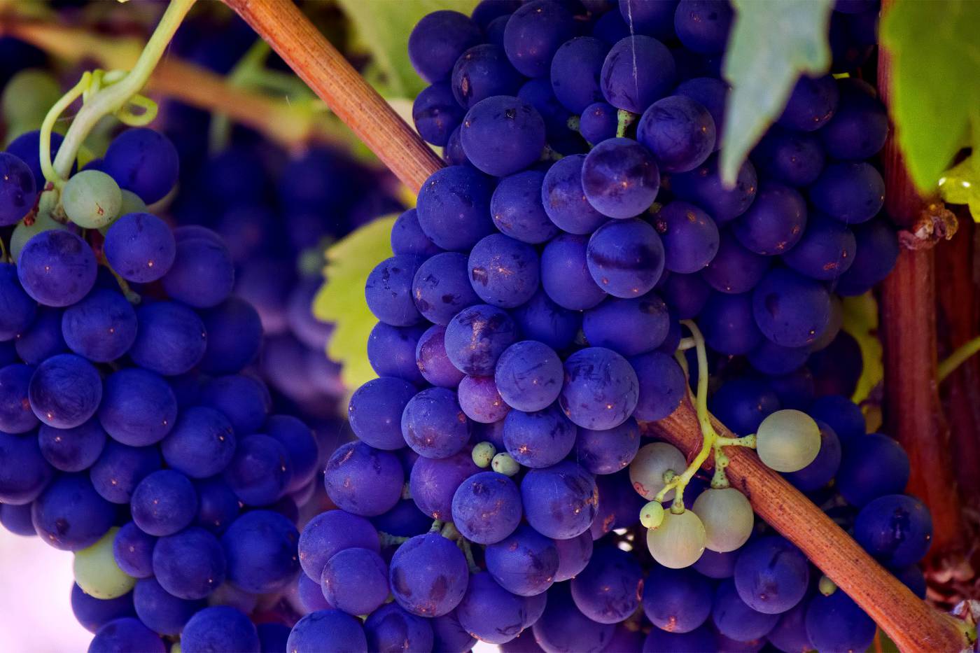 Vineyard Grapes: Lush Bunches in a Sunlit Landscape picture