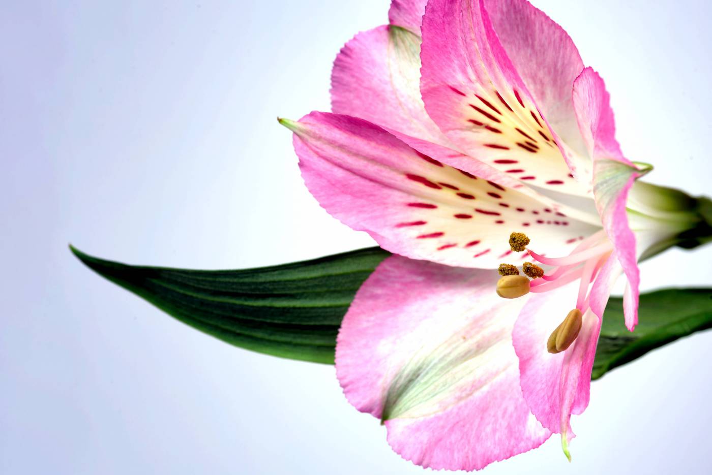 Macro Flower Petals  picture