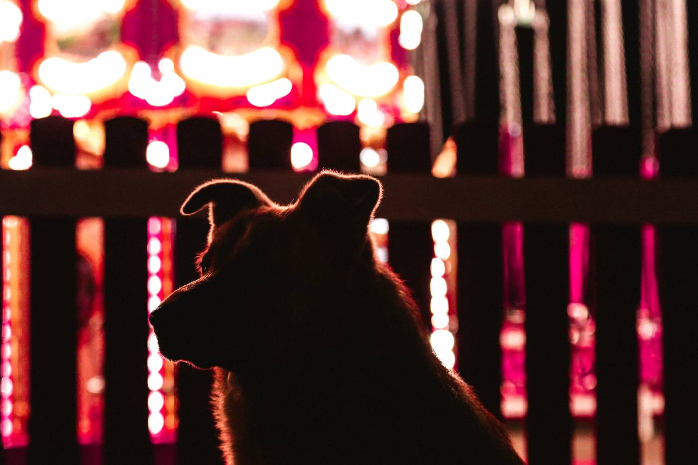 Dog by Fence: Charming Canine Portrait Captured Outdoors picture