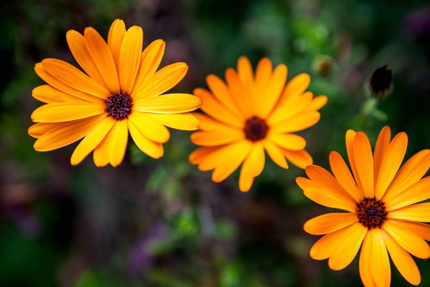 Yellow Flowers  picture