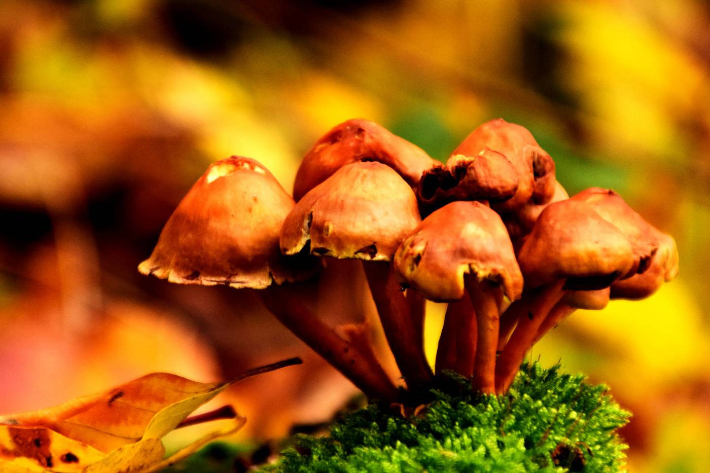 Fall Mushrooms  picture