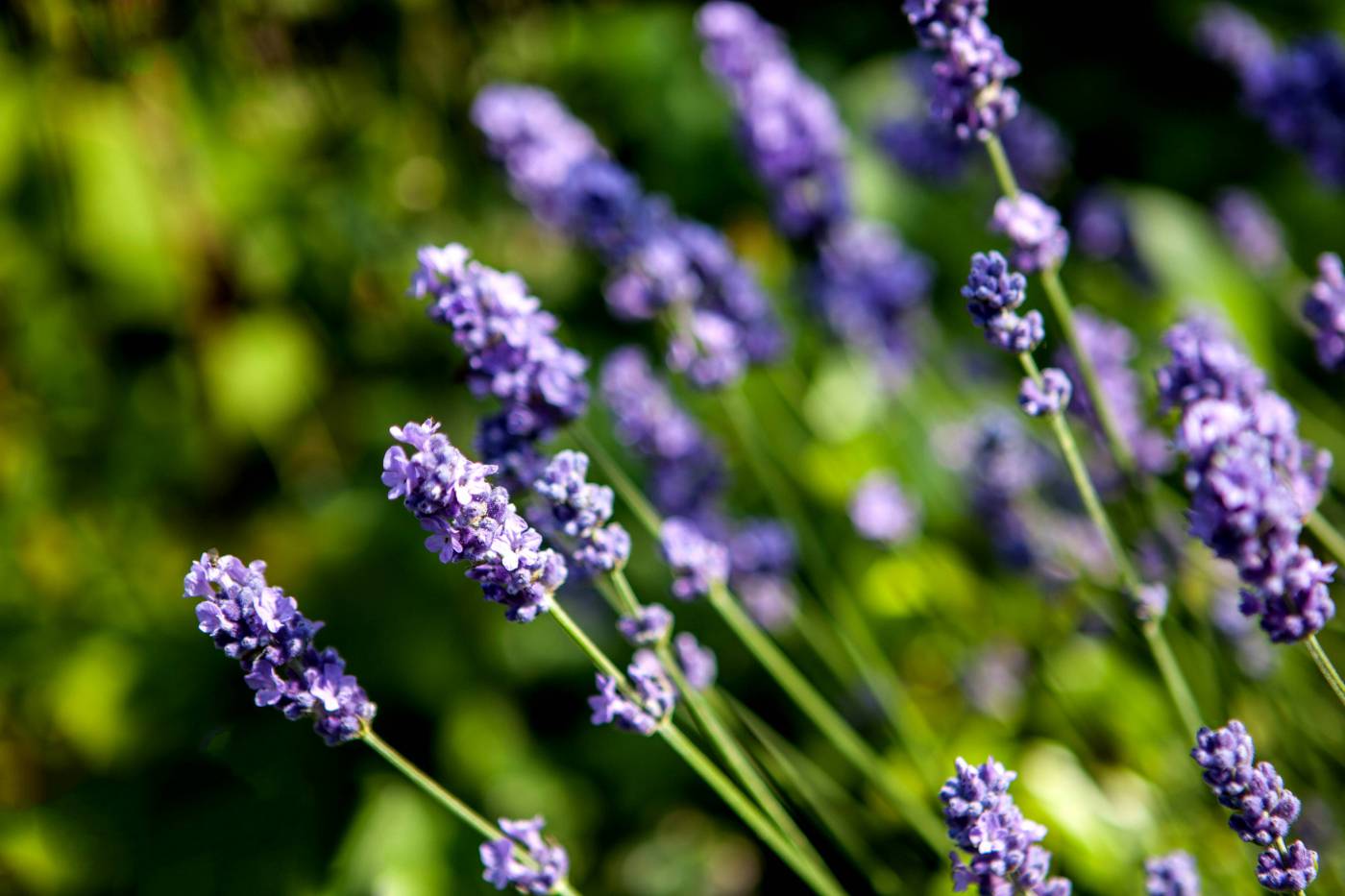 Lavender Flowers  picture