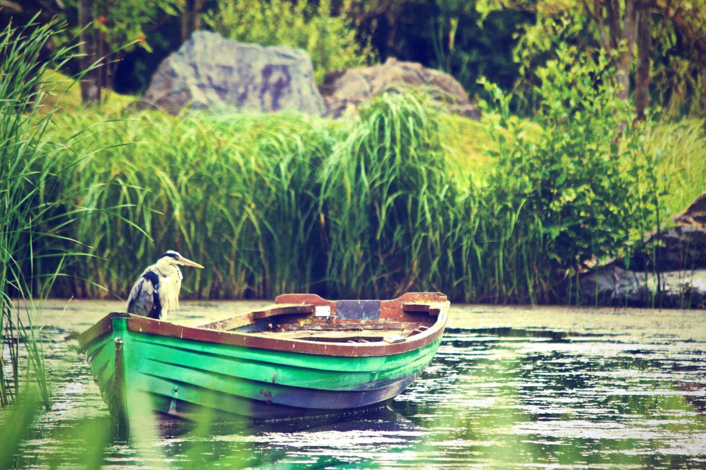 Heron in a Boat  picture